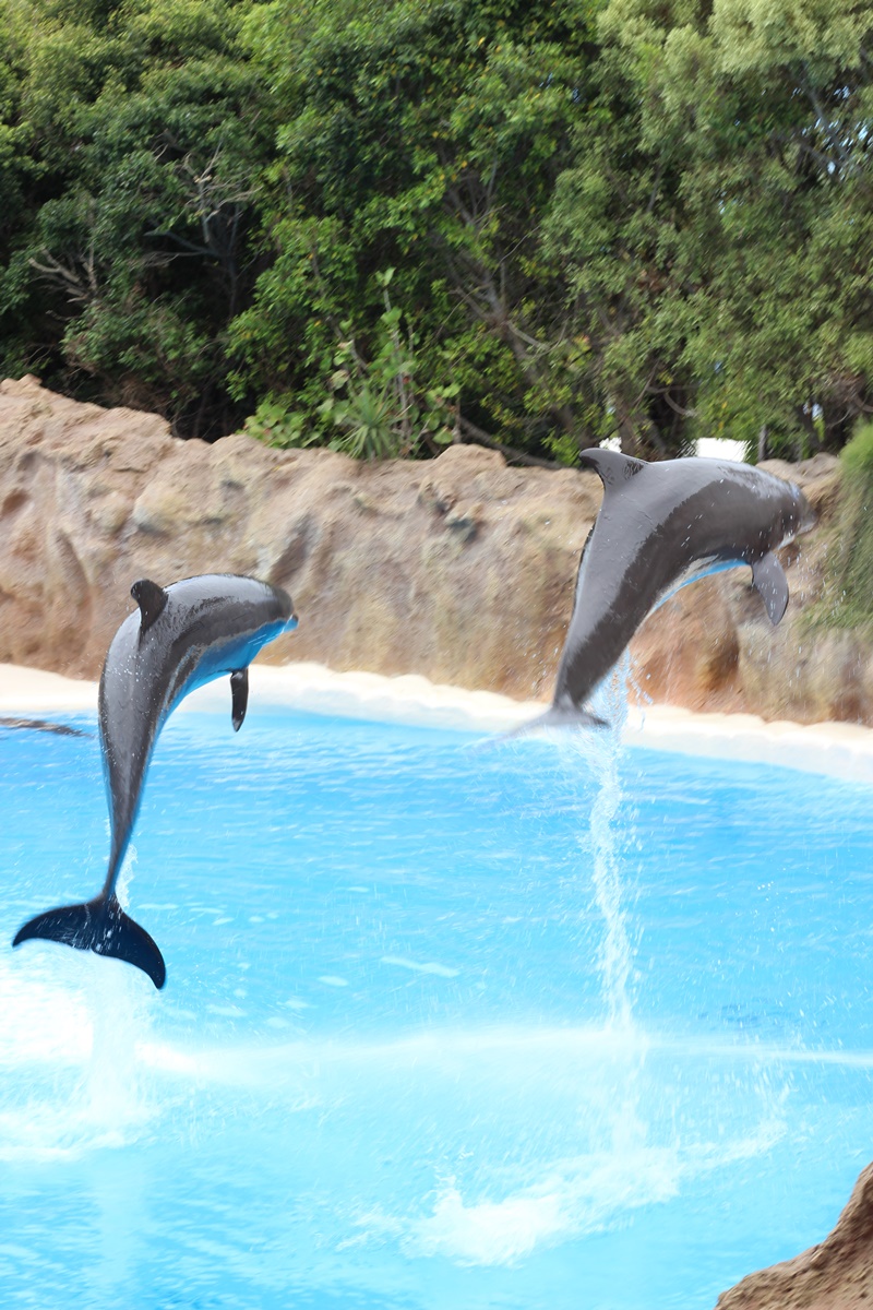 Loro Park Dolphin Show in Tenerife - Canary Islands, Spain